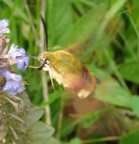 Hemaris fuciformis